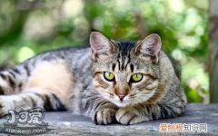 美国短毛猫,产后呕吐,猫，猫咪产后呕吐