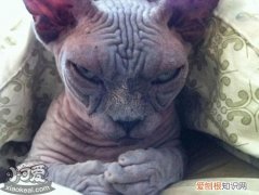 加拿大无毛猫流产,加拿大无毛猫,猫，加拿大无猫毛什么价格