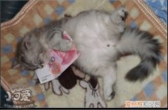 金吉拉猫,绝育,猫，金吉拉猫做了绝育后怎么样