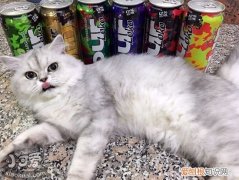 金吉拉猫产后,金吉拉猫,猫，金吉拉是纯种猫吗