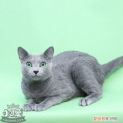 俄罗斯蓝猫繁殖,俄罗斯蓝猫,猫，俄罗斯纯种蓝猫