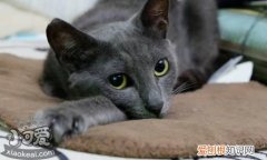 俄罗斯蓝猫没奶,俄罗斯蓝猫,猫，俄罗斯蓝猫吧