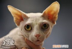 加拿大无毛猫怀孕,加拿大无毛猫,猫，美国短毛猫怀孕多久生