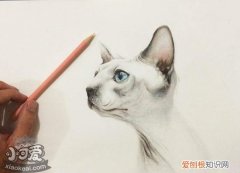 加拿大无毛猫难产,加拿大无毛猫,猫，加拿大无猫毛为什么那么贵