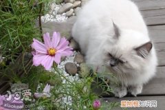 喜马拉雅猫涨奶,喜马拉雅猫,猫，猫涨奶是怎么回事