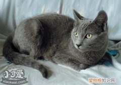 沙特尔猫假孕,沙特尔猫,猫