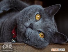 沙特尔猫怀孕,沙特尔猫,猫