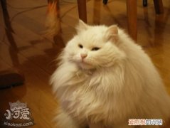 山东狮子猫助产,山东狮子猫,猫，山东狮子猫多钱