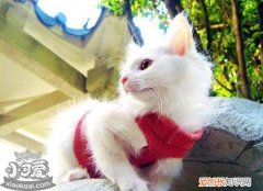 山东狮子猫发情,山东狮子猫,猫，山东狮子猫概况