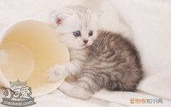 茶杯猫产房,,茶杯猫,猫，茶杯猫是什么猫