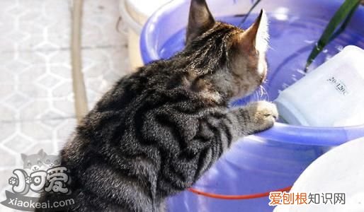 中国狸花猫,产后出血,,猫，狸花猫流产