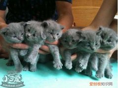 英国短毛猫分娩,英国短毛猫,猫，英国短毛猫生宝宝