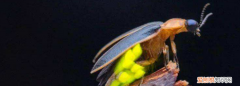 萤火虫一般出现在几月份 萤火虫在什么季节出没