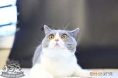 英国短毛猫绝育,英国短毛猫,猫，英国短毛猫杂交