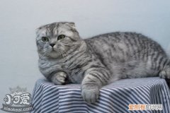 苏格兰折耳猫难产,苏格兰折耳猫,猫，纯种苏格兰折耳猫