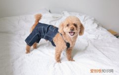 泰迪犬流眼泪怎么办 泰迪犬流眼泪怎么回事