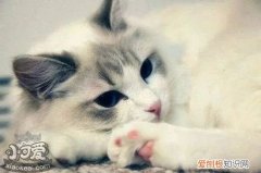 褴褛猫生小猫,褴褛猫,猫，褴褛猫是什么猫