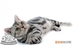 猫怀孕几个月生产,猫咪怀孕,猫，猫的怀孕几个月生产