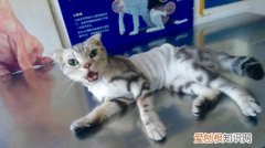 猫咪绝育后变傻,猫咪绝育,猫，猫绝育完变得很凶