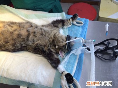 猫咪为什么要绝育，猫咪为什么绝育后咬主人