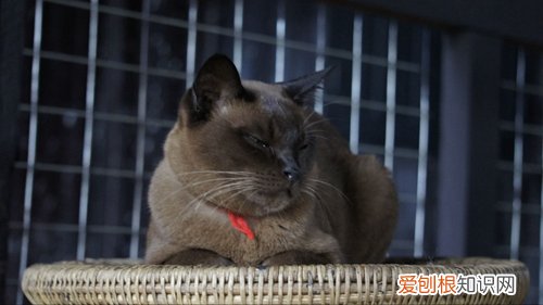 缅甸猫怀孕吃什么,缅甸猫,猫，缅甸猫怀孕吃什么,缅甸猫,猫能吃什么