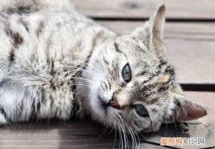 虎斑猫会认主吗 虎斑猫会认主的