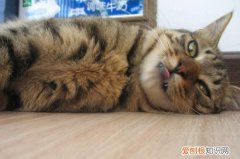 猫猫讨厌主人有什么表现 猫咪讨厌主人的表现