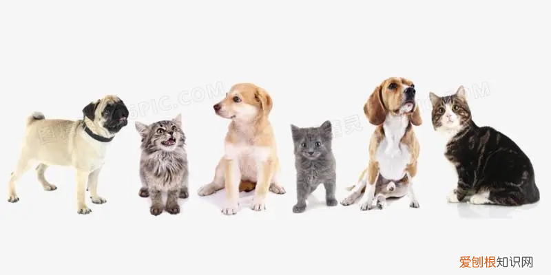 狗抬起一只后腿行为 狗狗抬起一只后爪是什么意思