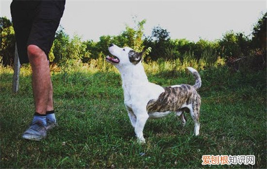 什么时候训练狗狗最好,训练狗狗的重要性你知道吗,狗狗啥时候训练好
