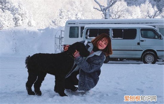 什么时候训练狗狗最好,训练狗狗的重要性你知道吗,狗狗啥时候训练好