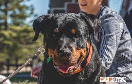 训练狗狗的好处有哪些，训练狗狗一定要趁早，狗狗训练什么