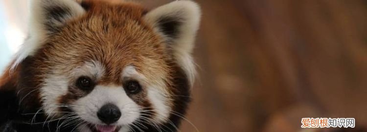 小熊猫的特点和外表 小熊猫的外貌特征怎么写