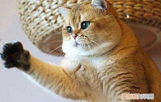 猫咪得了猫癣怎么办 猫咪得了猫癣的症状