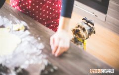 狗狗喜欢舔人的脚，如何阻止狗狗舔人，狗狗喜欢舔人的脚,如何阻止狗狗舔人的脚