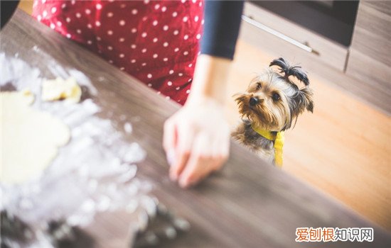 狗狗喜欢舔人的脚，如何阻止狗狗舔人，狗狗喜欢舔人的脚,如何阻止狗狗舔人的脚