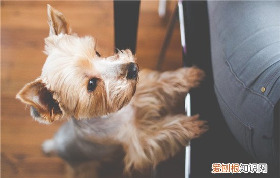 狗狗喜欢舔人的脚，如何阻止狗狗舔人，狗狗喜欢舔人的脚,如何阻止狗狗舔人的脚