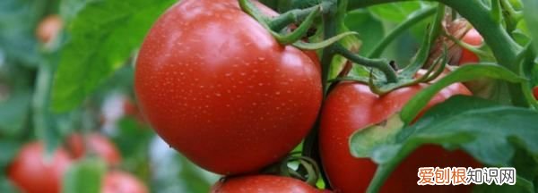 西红柿棉铃虫怎么治，西红柿长虫子怎么办打什么药