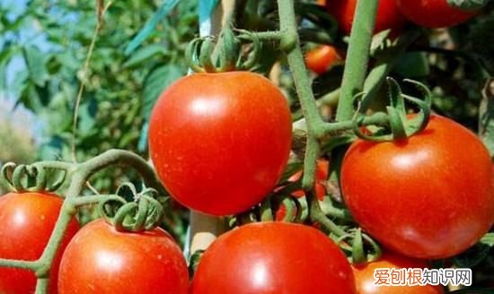 西红柿棉铃虫怎么治，西红柿长虫子怎么办打什么药