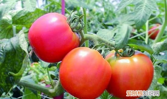 西红柿棉铃虫怎么治，西红柿长虫子怎么办打什么药