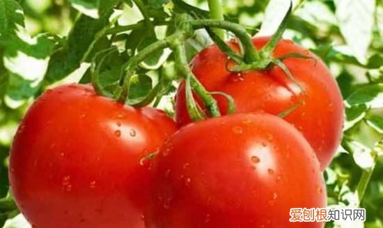 西红柿棉铃虫怎么治，西红柿长虫子怎么办打什么药