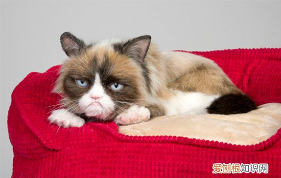 猫咪尿失禁是什么问题 猫咪尿失禁的原因