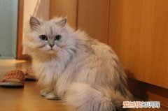 猫产后出血多久干净 猫产后出血一周干净