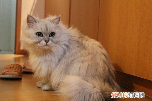 猫产后出血多久干净 猫产后出血一周干净