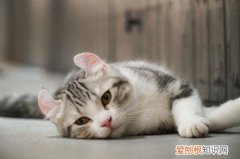 猫突然不喝水什么病 猫咪为什么突然不喝水