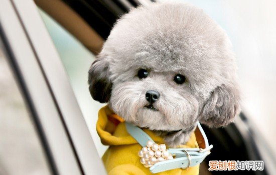 泰迪多少度要穿衣服睡觉 泰迪多少度要穿衣服