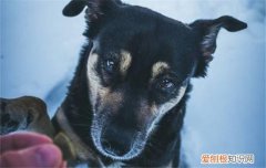 狗狗护食是为什么，如何改正狗狗护食的坏习惯，狗护食怎么改变