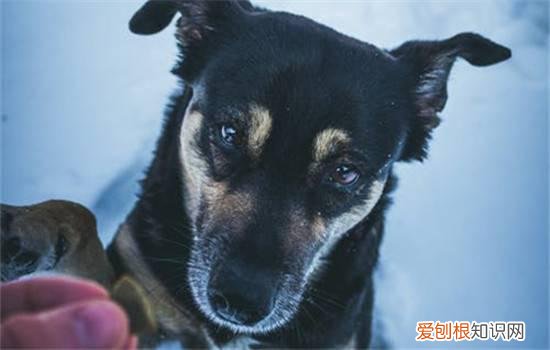 狗狗护食是为什么，如何改正狗狗护食的坏习惯，狗护食怎么改变