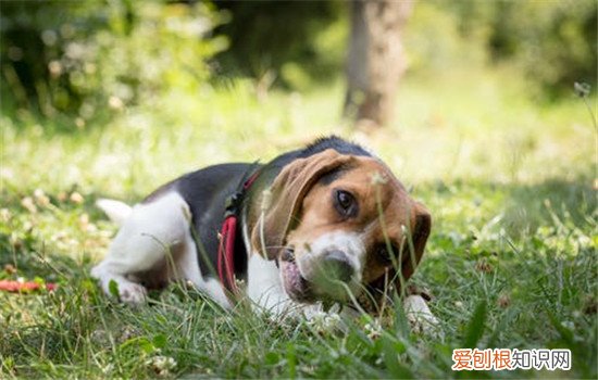 狗狗护食是为什么，如何改正狗狗护食的坏习惯，狗护食怎么改变