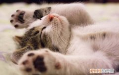 猫的脚垫有什么作用 猫咪的脚垫作用