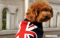 泰迪狗狗不能吃什么食物 泰迪狗不能吃什么食物清单